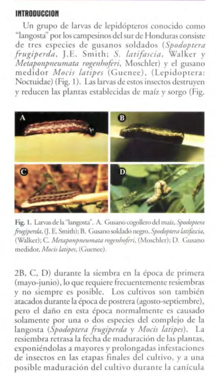 Fig.  l.  Larvas de la &#34;langosta&#34;.  A.  Gusano cogollero del maíz,  Spodoptera  .fugiperdA,  O