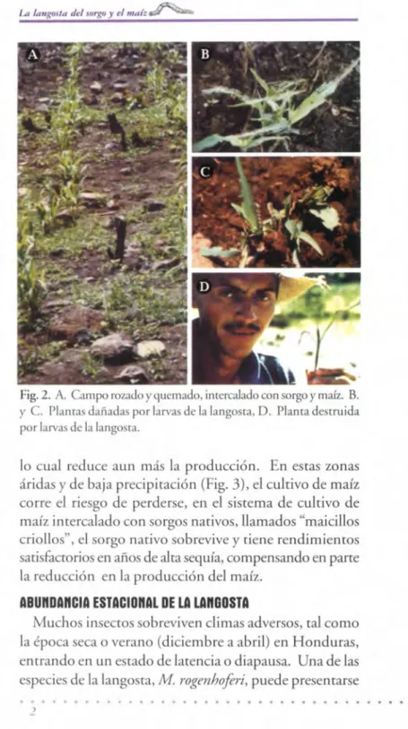 Fig. 2.  A.  Campo rozado  y  quemado, intercalado con sorgo  y  maíz.  B. 