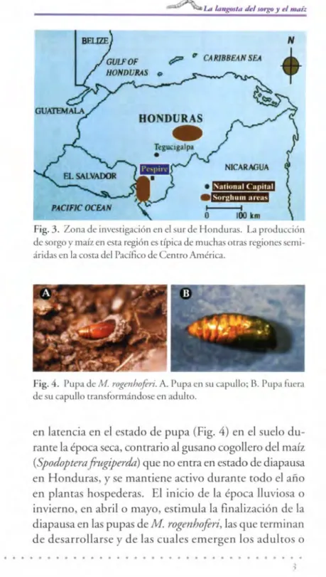 Fig. 3 .  Zona de invesri gación en el sur de H ondu ras.  La  producción  de sorgo  y  maíz en esra región es  dpica de muchas o uas  regiones  semi-árid as en la cosra del Pacífico de Cemro Am éri ca