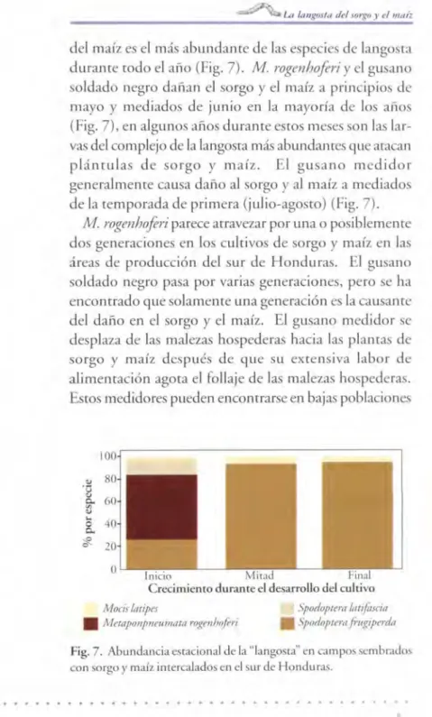 Fig. 7.  Abundancia es[acional de la &#34;langos[a&#34; en campos sembrados  con so rgo  y  maíz imercalados en el sur de Honduras