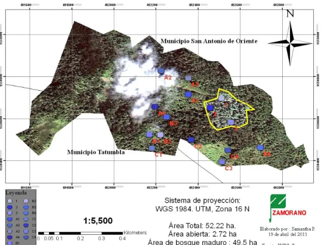 Figura  3.  Distribución  espacial  de  12  pluviómetros  dentro  del  boque  latifoliado  maduro   del Cerro Uyuca