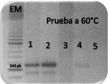 Figura 1 Resultado de la electroforesis de la primera reacción de PCR con temperatura de  acoplamiento de 60°C (cinco repeticiones)