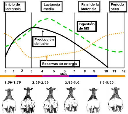 Figura 1. Condición corporal (Elanco (s.f); adaptado por Vélez et  al. 2009). 