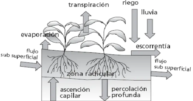 Figura 1: Evapotranspiración del Cultivo. 