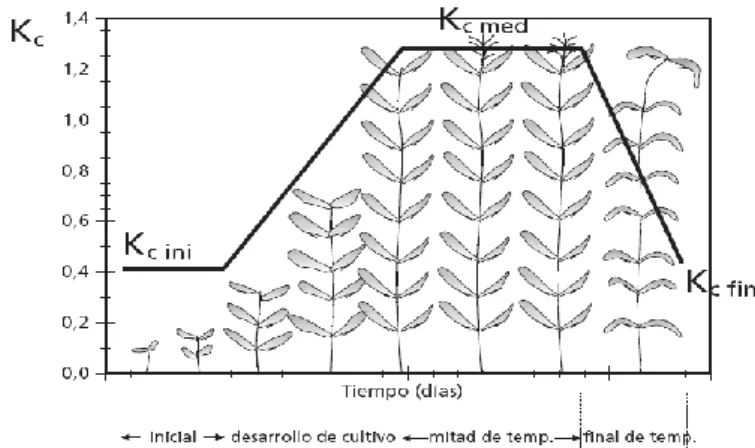 Figura 2. Etapas del coeficiente de cultivo (kc). 
