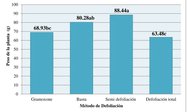 Figura  2. Efecto de tratamientos de defoliación  aplicados a los 65 DDS (pre madurez  fisiológica) en  el peso de la planta  de frijol DEOHRO