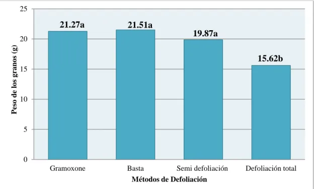 Figura  4. Efecto de los tratamientos de defoliación aplicados a los 65 DDS (pre      madurez fisiológica)  en el peso de los granos de frijol DEOHRO