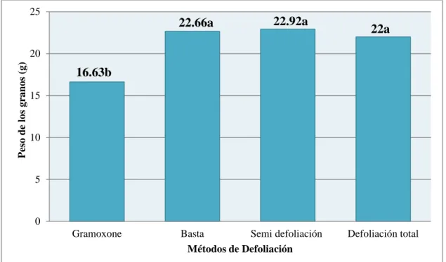 Figura 5. Efecto de los tratamientos de defoliación aplicados a los 75 DDS (madurez  fisiológica)  en el peso de granos de frijol DEOHRO