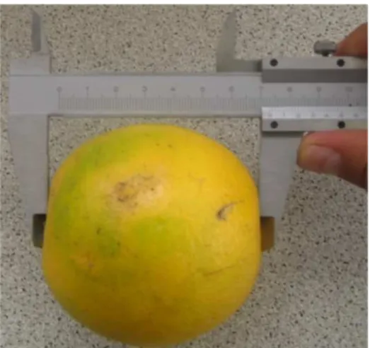 Figura 4. 1.- Medición de diámetro de la naranja  Fuente: Propia 