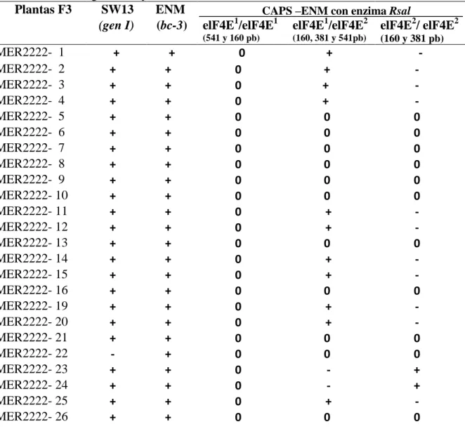 Cuadro    4.  Resultados  del  análisis  molecular    de  63    plantas    F3  de  la  población  MER  2222 (Amadeus77/Raven) con los marcadores SCAR SW13 del gen I y CAPS ENM con  la enzima Rsal del gen  bc-3 y sus alelos elF4E