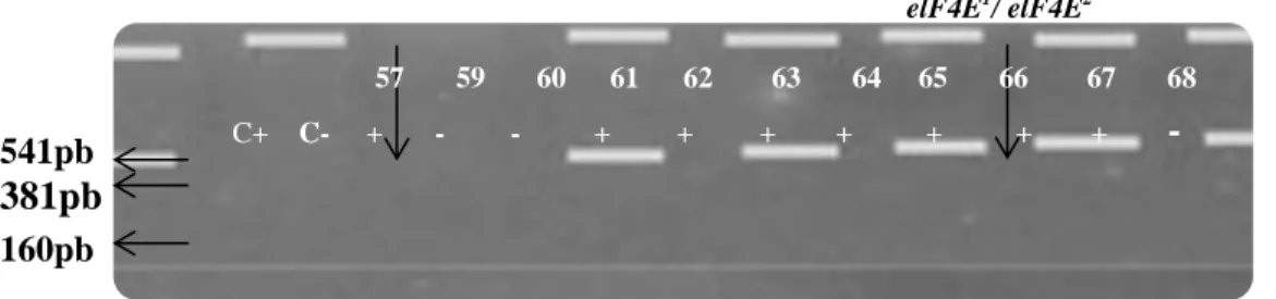 Cuadro  6. Análisis estadístico de Chi cuadrado para la presencia del marcador ENM  del gen bc-3 en la población F3 MER2222 (Amadeus/Raven)