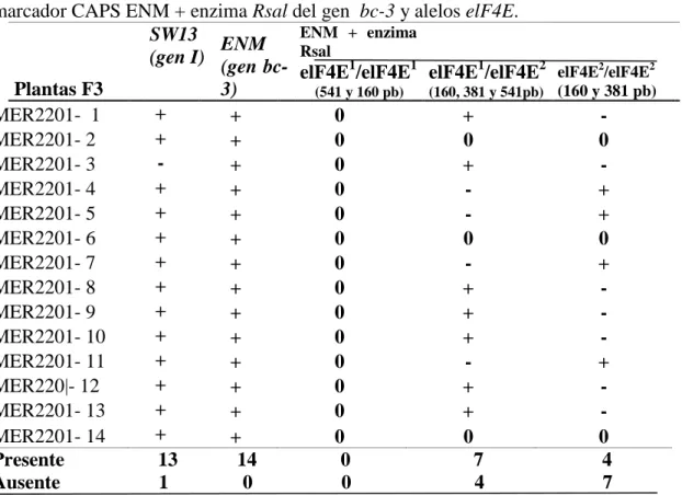 Cuadro  8. Resultados del análisis de plantas  F3 de la Población MEN 2201 (ICTA  Ligero/Raven) con  presencia (+) o ausencia (-)  del marcador SW13 del gen I y  del  marcador CAPS ENM + enzima Rsal del gen  bc-3 y alelos elF4E