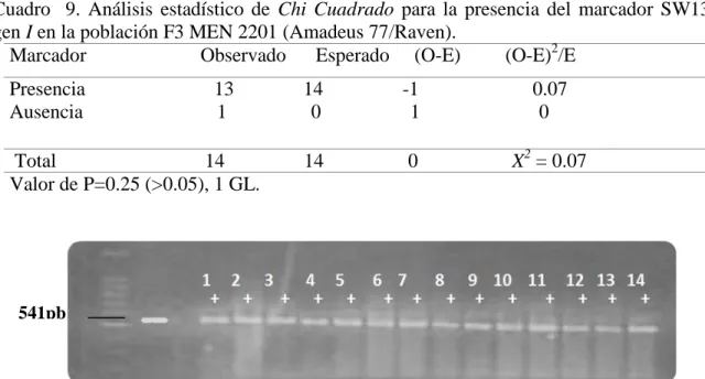 Cuadro    9.  Análisis  estadístico  de  Chi  Cuadrado  para  la  presencia  del  marcador  SW13  gen I en la población F3 MEN 2201 (Amadeus 77/Raven)