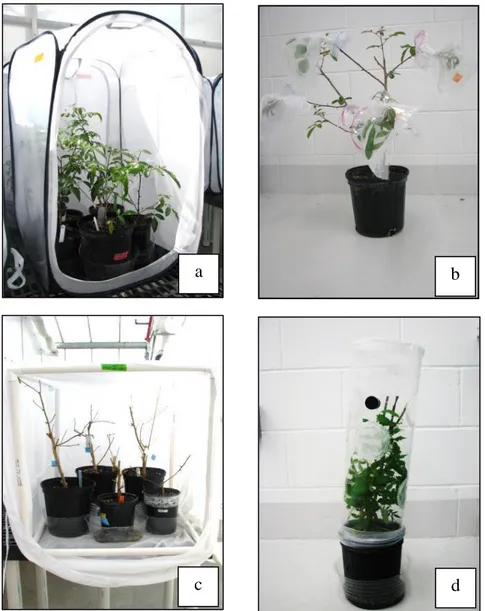 Figura  2.  Materiales  utilizados  para  los  diferentes  experimentos  de  C.  latiforceps:  (a)  jaula  para  insectos  con  plantas  de  S