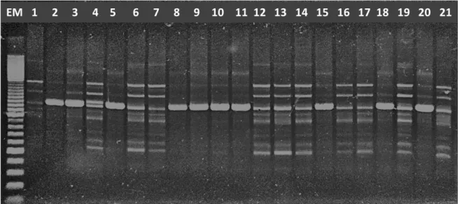 Figura  1.  Gel de electroforesis del marcador RAPD OPO-13 mostrando la escalera  molecular (EM) y las bandas o polimorfismos de ADN generados en 21 accesiones de  frijol común Phaseolus vulgaris L