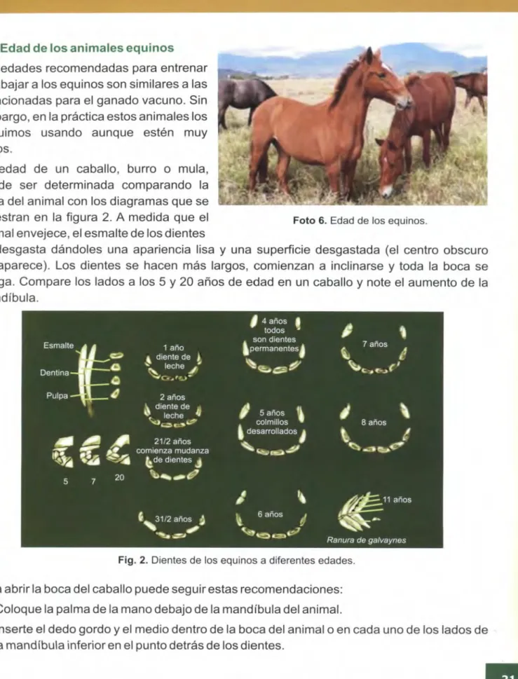 Fig.  2.  Dientes de los equinos a diferentes edades . 