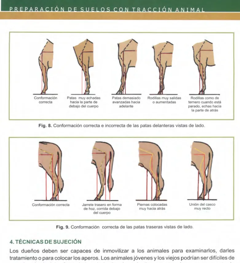 Fig.  8.  Conformación correcta e incorrecta de las patas delanteras vistas de lado. 