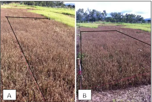 Figura  2.  Experimento  con  la  maleza  Sclerocarpus  phyllocephalus.  A).  Aplicación  de  Paraquat  en  el  día,  foto  tomada  a  los  7  días  después  de  la  aplicación,  el  control  era  de  80%