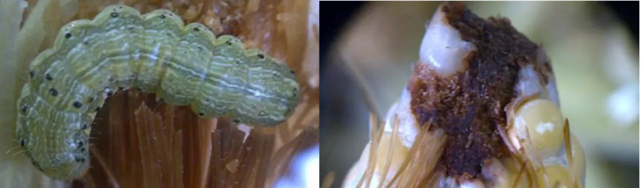 Figura 4. Larva y daño de lepidóptera (Noctuidae) en punta del maíz dulce. 