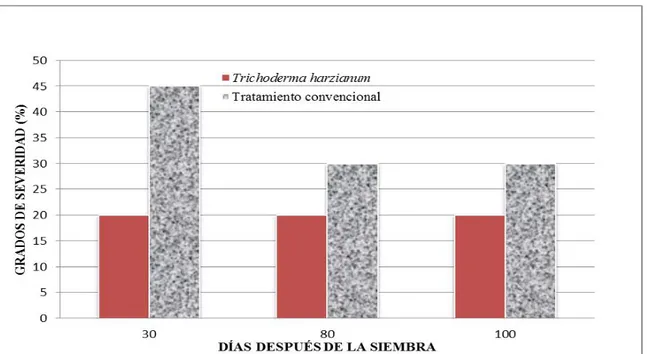 Figura 5. Efecto de la Trichoderma harzianum sobre la severidad de Rhizoctonia solani a  los 30, 80, 100 días después de la siembra, Charco Hondo, Chiriquí, Panamá, 2011