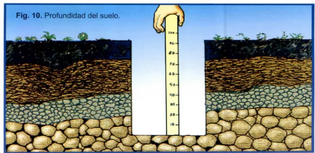 Cuadro 4.  Profundidad aproximada de la  zona  principal de las raíces absorbentes de diversos  cultivos hortícolas sembrados en  un  suelo de textura  media (franco)