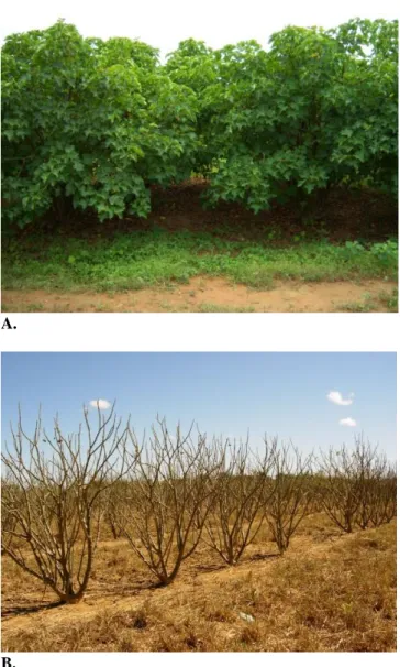 Figure  1.  Jatropha  plants  in  the rainy season (A) and  dry season (B).