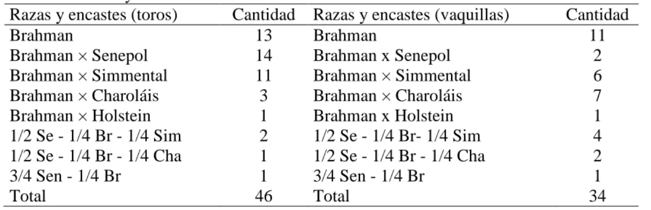 Cuadro 1. Razas y encastes estudiados. 