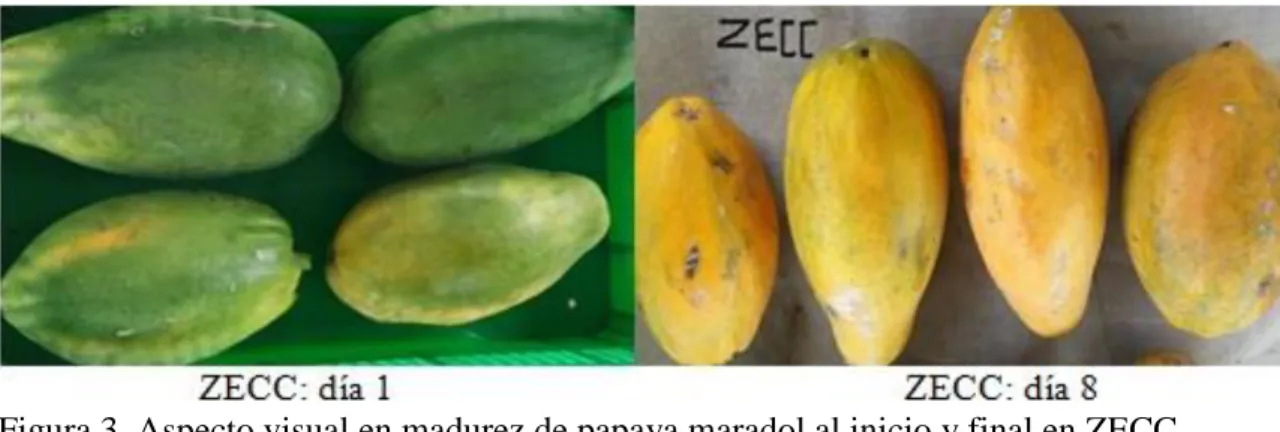 Figura 3. Aspecto visual en madurez de papaya maradol al inicio y final en ZECC 