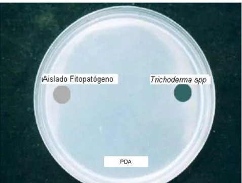 Figura 1. Enfrentamiento del hongo patógeno y antagonista mediante el método del  cultivo dual