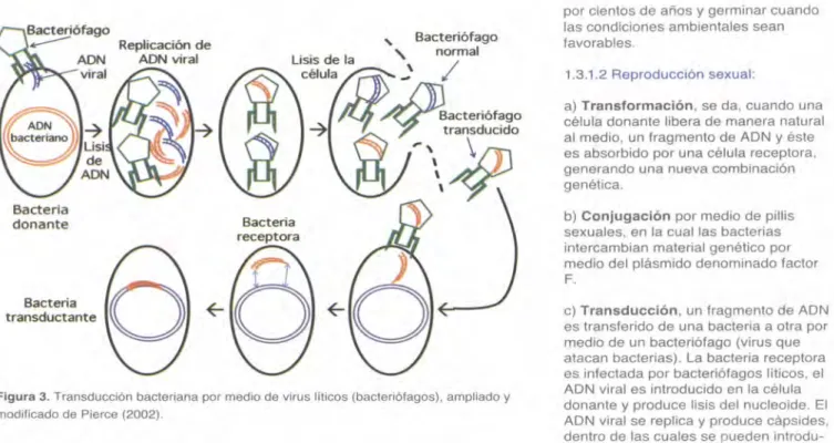 Figura 3. Transducción bacteriana por medio de virus líticos (bacteriófagos), ampliado  y  modificado de Pierce (2002)
