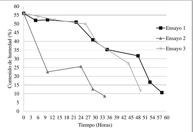 Figura 10. Disminución del contenido de humedad en el grano de café pergamino, mediante  tres  ensayos  en  campo,  durante  los  meses  de  agosto  y  septiembre  utilizando  el  Secador  Solar de MIC-CC