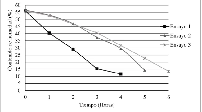 Figura 11. Disminución del contenido de humedad en el grano de café pergamino, mediante  tres  ensayos  en  campo,  durante  los  meses  de  septiembre  y  octubre  utilizando  el  secador  híbrido del Módulo de Ganado Porcino
