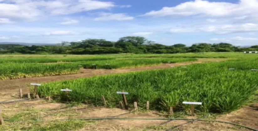 Figura 2. Parcela con sistema de riego por goteo para el cultivo de arroz en el lote 14 de  zona 2 en Zamorano, Honduras