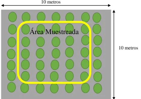 Figura 1. Dimensiones de parcela experimental y área muestreada en la evaluación. 
