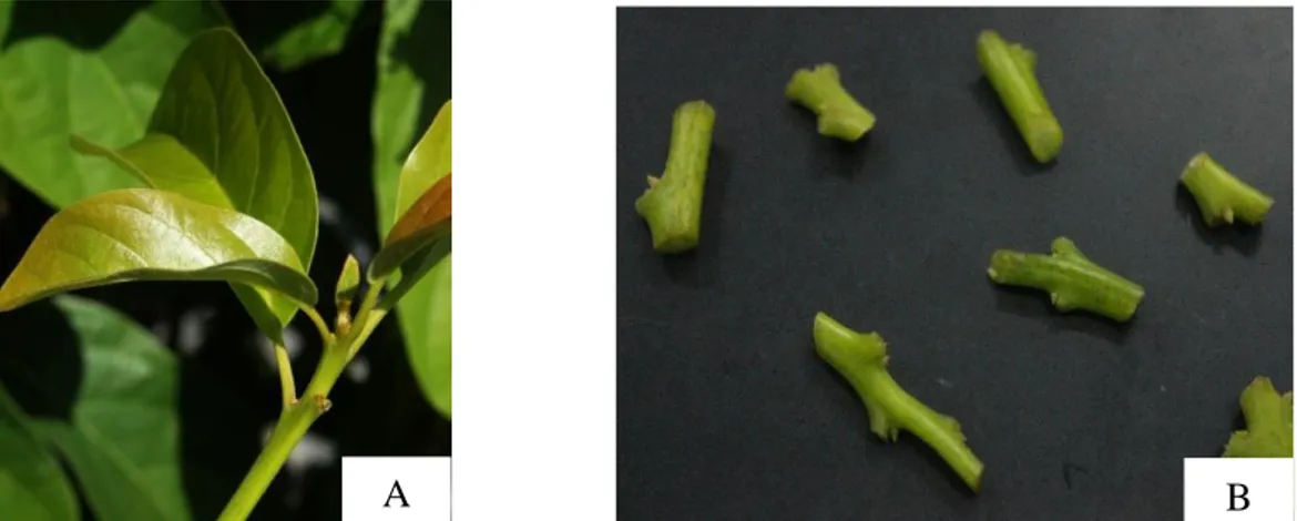 Figura  2.-  Aguacate  (Persea  americana  Mill.)  variedad  Criollo.  A.  Brotes  jóvenes  de  la  planta madre