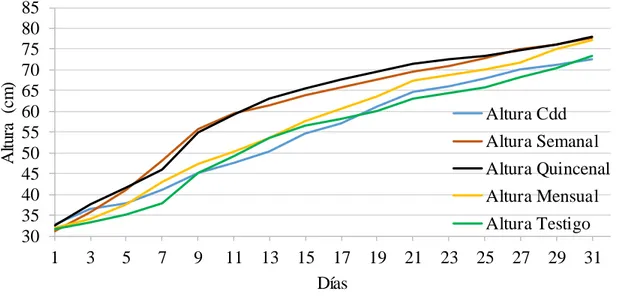 Figura  1. Comparación  de alturas  de los  cuatro  tratamientos  del  pasto  Panicum máximum  cv