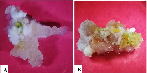 Figura 2. Escala para evaluación de callo embriogénico a partir de explantes cotiledonares  de papaya