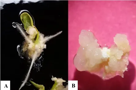 Cuadro 3: Porcentaje de callos con embriones somáticos de papaya en medio MS  suplementado con reguladores de crecimiento y carbón activado