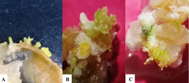 Figura 8: Embriones somáticos en diferentes estadios provenientes de hojas cotiledonarias  de papaya, a los 71 días de inducción a callogénesis en diferentes medios de inducción a  embriogénesis somática