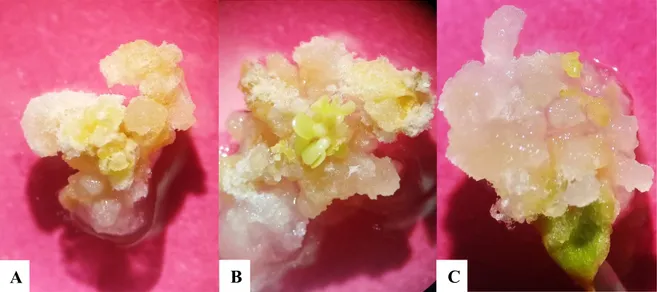 Figura 9. Callos obtenidos a partir de hojas cotiledonarias de papaya en medios de inducción  a embriogénesis somática a los 30 días de ser refrescados en el medio