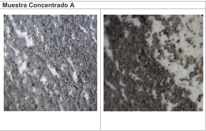 Figura 3. 1. Imágenes al microscopio óptico del concentrado A producto de la flotación  del relave polisulfurado complejo 