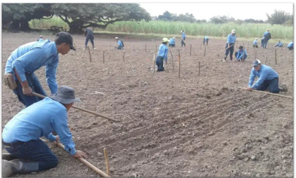Figura 1. Establecimiento del cultivo de arroz en el lote 10 de Zona 2 para la evaluación de  los  herbicidas  para  el  control  de  malezas  en  arroz  bajo  riego  por  goteo  en  Zamorano,  Honduras