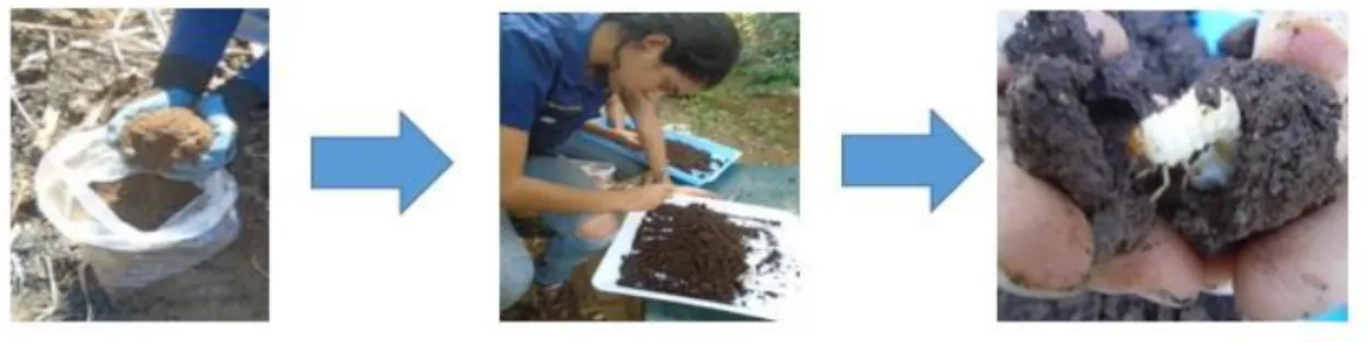 Figura 4. Procedimiento de obtención de macro invertebrados de la muestra de suelo. 