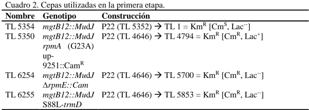 Cuadro 2. Cepas utilizadas en la primera etapa. 