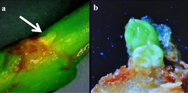 Figura 3. Meristemas plagiotrópicos de café -variedad Lempira-. (a) Meristemas de  crecimiento en el explante (la flecha señala los meristemas)