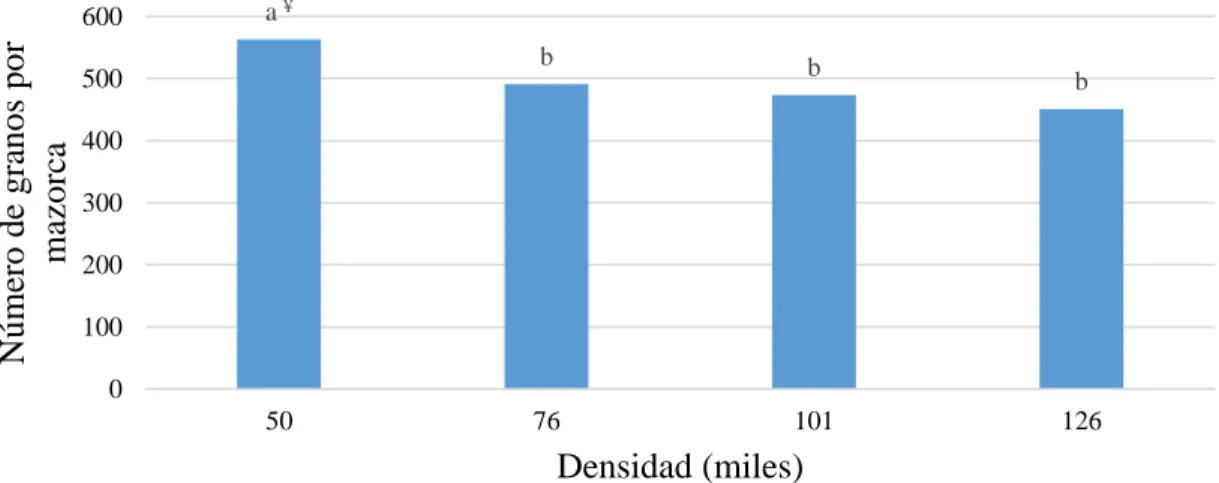 Figura 5. Efecto de la densidad de plantas en el número de granos por mazorca de maíz en  Lote 3 Santa Inés, Escuela Agrícola Panamericana, Zamorano, Honduras