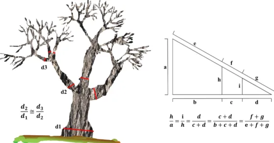 Figura  5. Demostración de la analogía de la semejanza entre triángulos rectángulos en  comparación de un árbol con sus ramas