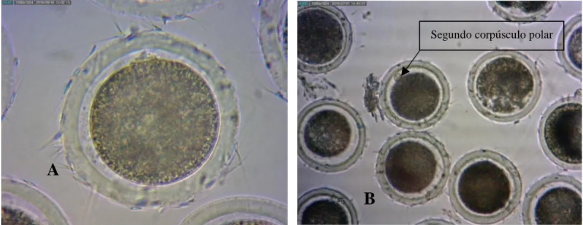 Figura 3. Oocitos con 18 horas en medio de fertilización. A) Espermatozoides adheridos a  la zona pelúcida