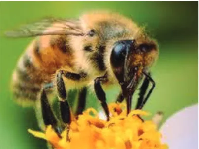 FIGURA 1.1 ABEJA MELÍFERA