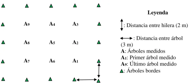 Figura 3. Diseño de parcela y secuencia en que fueron medidos los árboles en plantación de  Eucalyptus
